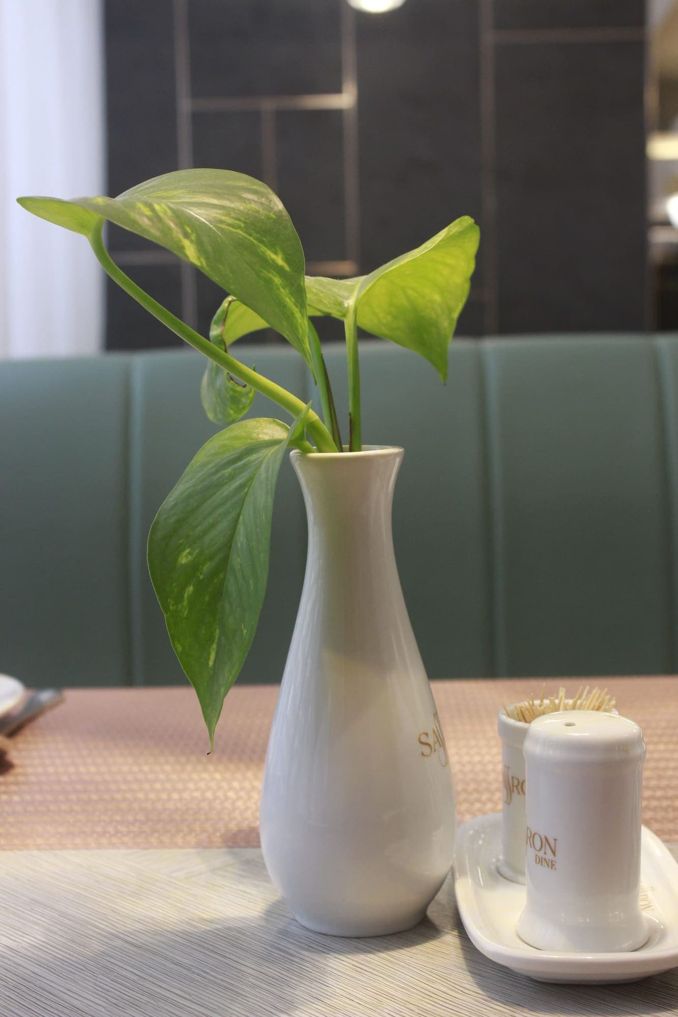 Vaso bianco slanciato con una pianta di pothos su un tavolo.
